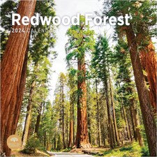 2024 Redwood Forest Wall Calendar