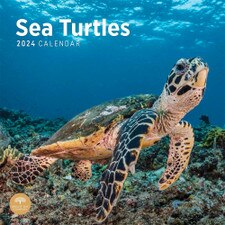 2024 Sea Turtles Wall Calendar