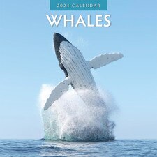2024 Whales Wall Calendar