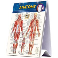Anatomy Easel