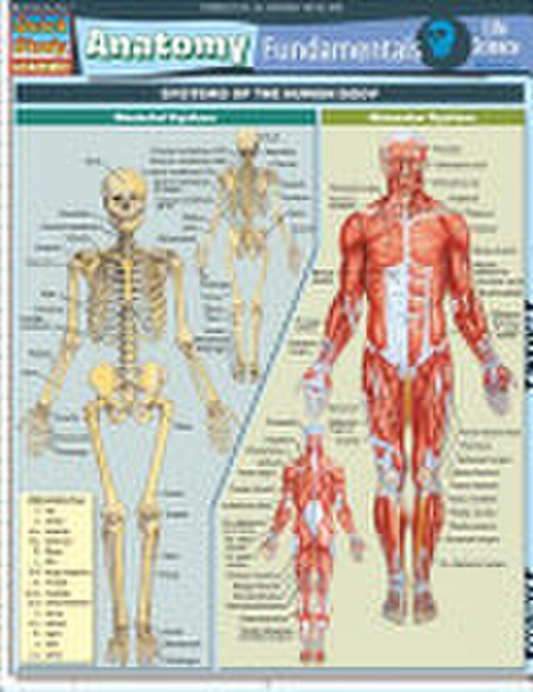 Anatomy Fundamentals-Life Science