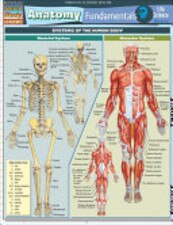 Anatomy Fundamentals-Life Science