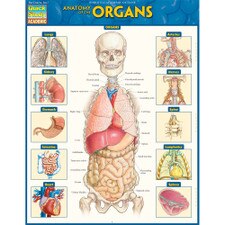 Anatomy Of Organs Bar Chart