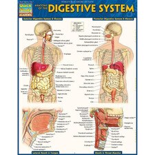 Anatomy Of The Digestive System Bar Chart
