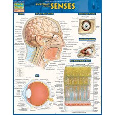 Anatomy of the Senses Bar Chart