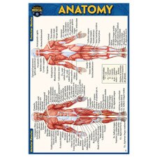 Anatomy Pocket Guide