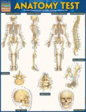 Anatomy Test Bar Chart