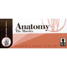 Anatomy The Muscles Flash Cards