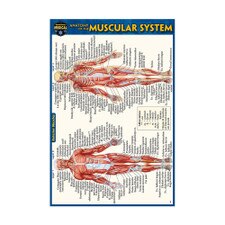 Muscular System Pocket Guide