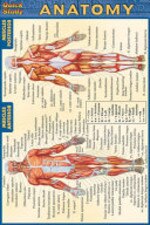 Anatomy Pocket Guide