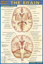 Brain Bar Chart