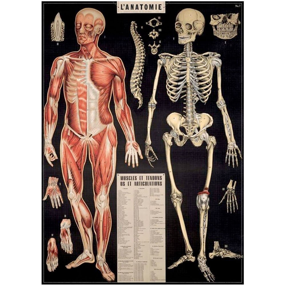 Cavallini 20" x 28" L'Anatomie Decorative Paper