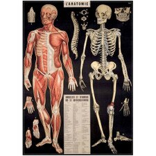 Cavallini 20" x 28" L'Anatomie Decorative Paper