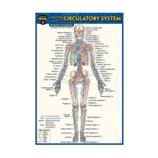 Circulatory System Pocket Guide