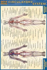 Circulatory System Bar Chart