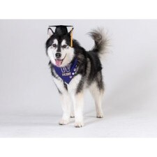 Dubs Collection FG Dubs University of Washington Graduation Note Card 10pk 5.5" x 4.25"