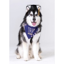 Dubs Collection FG Dubs University of Washington Huskies Graduation Greeting Card 5" x 7"