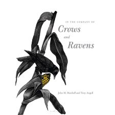 In The Company Of Crows & Ravens