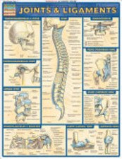 Joints & Ligaments Bar Chart