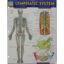 Lymphatic System Bar Chart