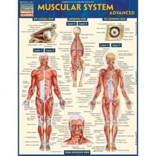 Muscular System Advanced Bar Chart