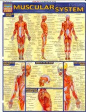 Muscular System Bar Chart