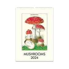 Mushrooms Wall Calendar 2024