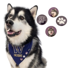 Washington Huskies Dubs Collection Neil Buttons 1" 4pk