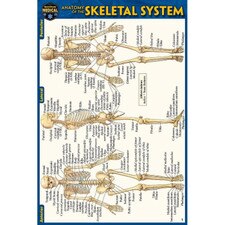 Skeletal System Pocket Guide