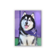 Washington Huskies Dubs Collection Spirit Products Celluloid Magnet